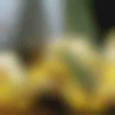 Cinta de Navidad brillante (500 cm) | SHINESTRAP